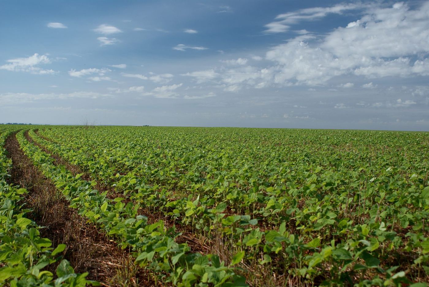 Lavoura verde e dourada